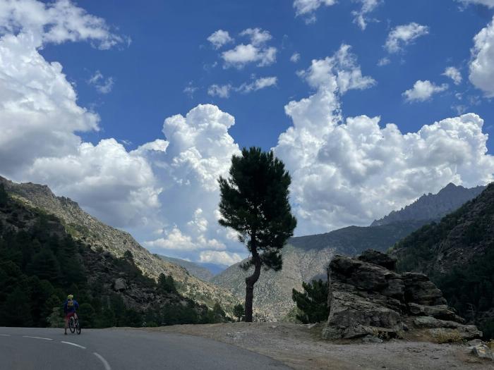 Un arbre devant une route de montagne en Corse
